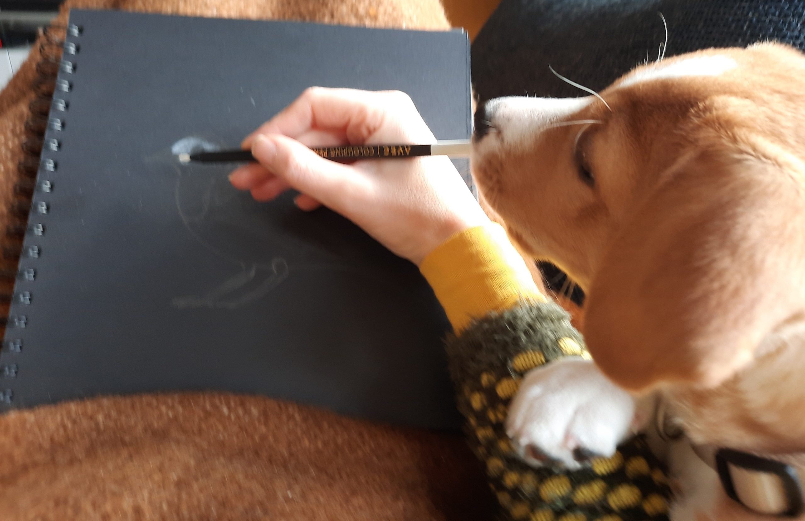 Vogel van de week: witte kwikstaart