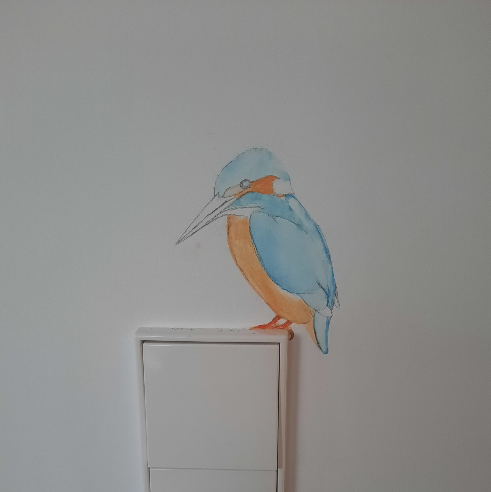 Vogel van de week: de ijsvogel