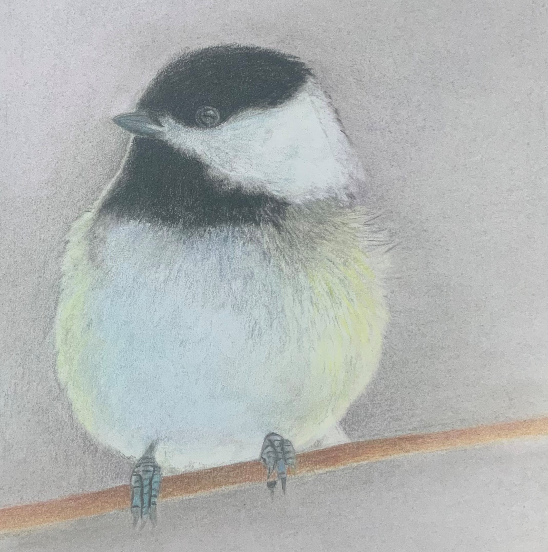 black capped chickadee groot