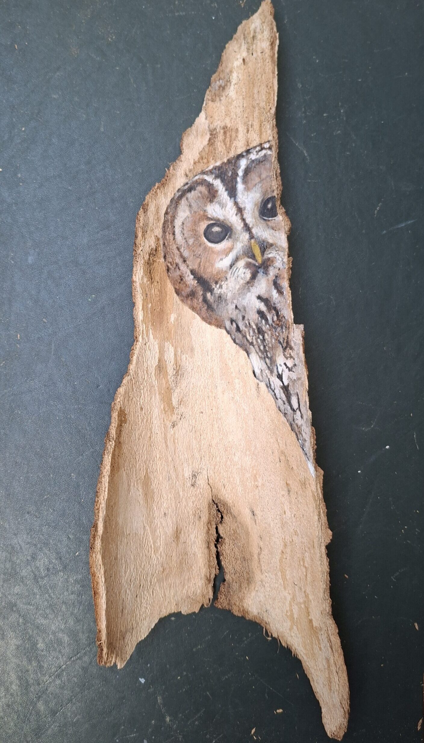 Tawny owl in the house