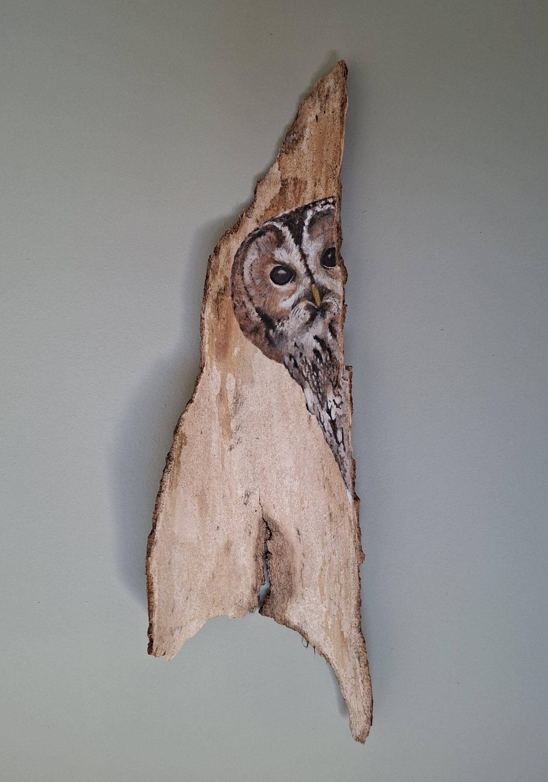 Tawny owl in the house